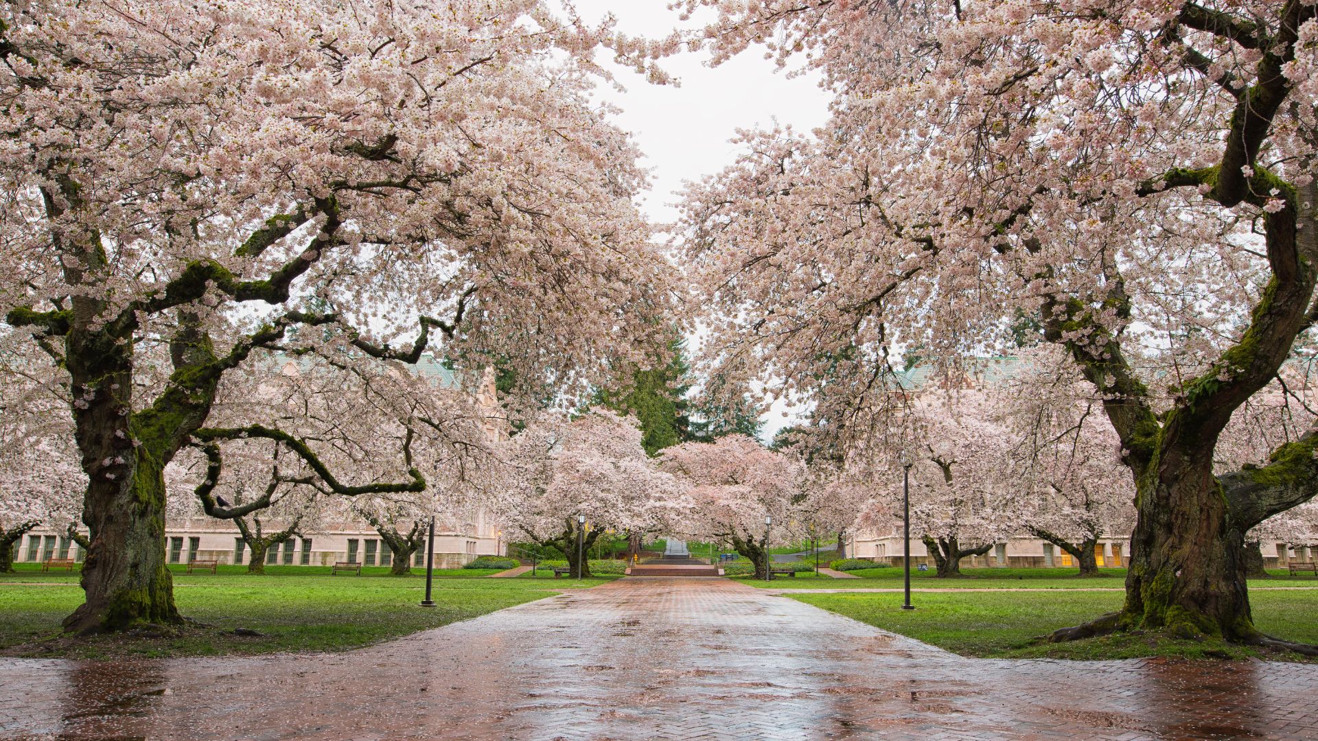 A wide paved pathway curves through the University of Washington's Liberal Arts Quadrangle, lined with mature cherry trees in full pink and white bloom, with historic collegiate Gothic brick buildings visible in the background.