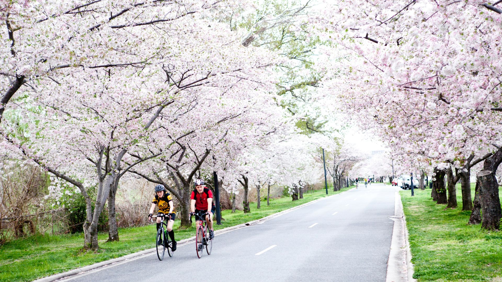 Two cyclists ride on a paved park road lined with dense, white and pink cherry blossom trees that form a natural archway overhead, under an overcast sky.