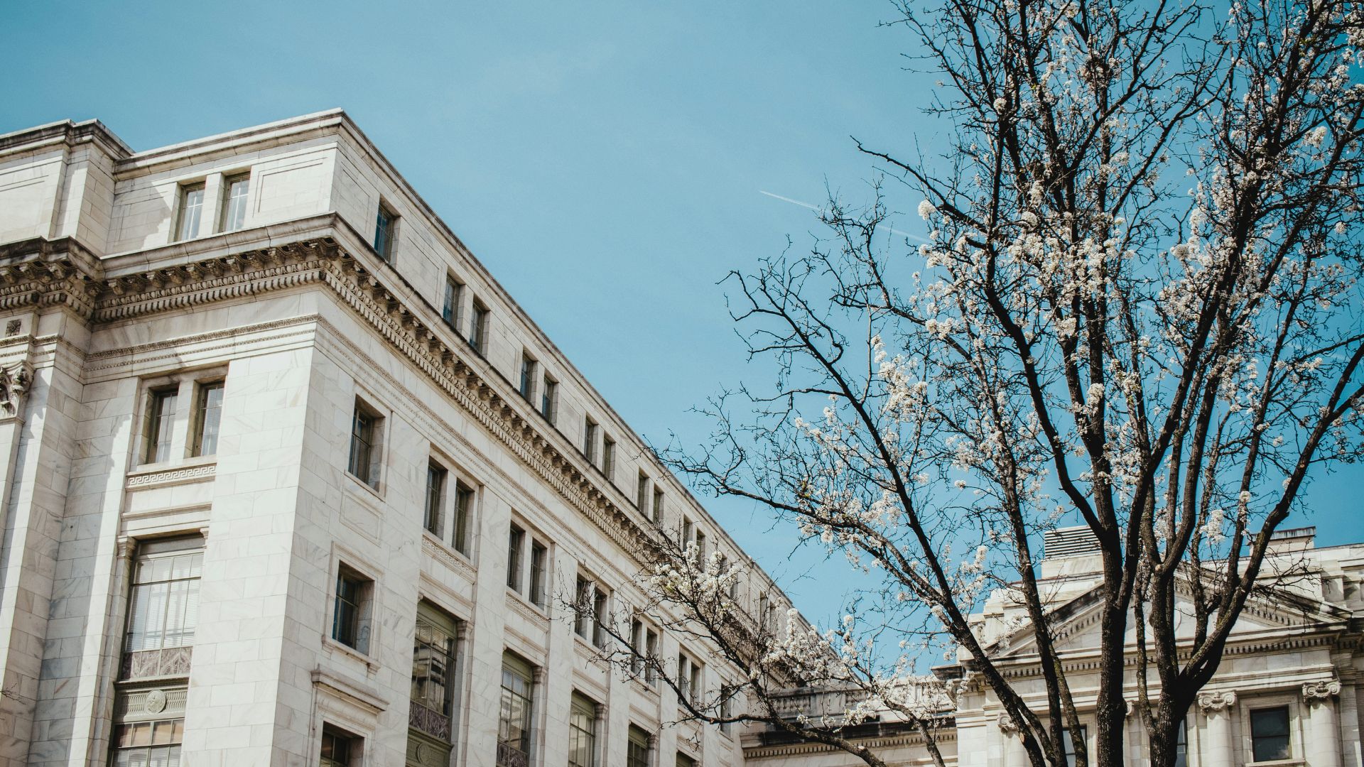 A large, imposing white limestone federal building with an angled facade and tall windows stands under a bright blue sky, with a blossoming tree in the right foreground.