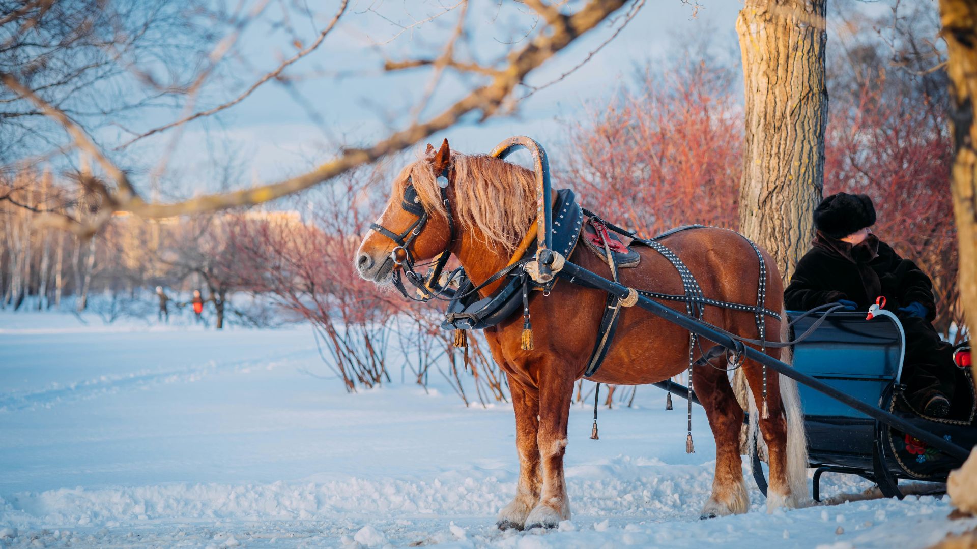 A brown horse in harness stands in a snow-covered park, pulling a traditional Russian sled occupied by a person, with bare trees and snowy bushes in the background.