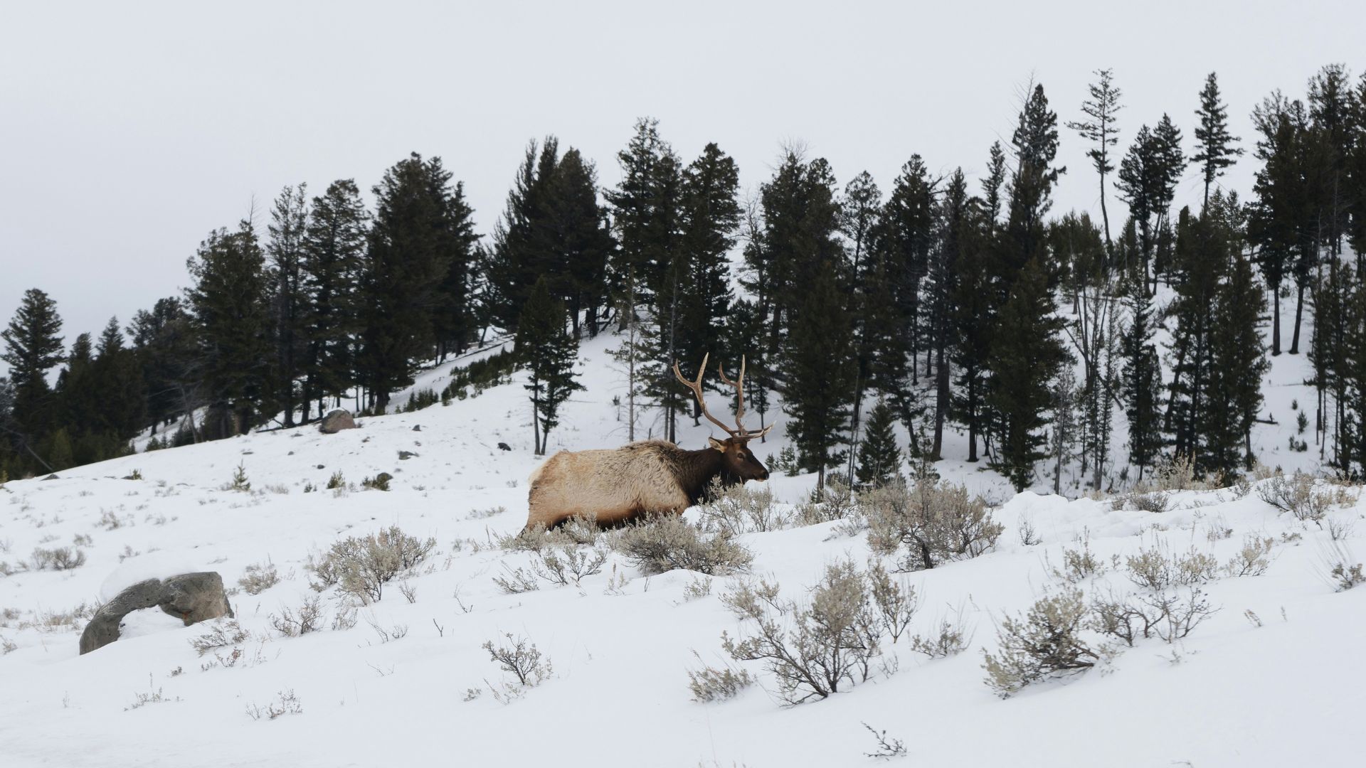 A large bull elk with prominent antlers is lying down in deep snow among sagebrush and evergreen trees in a mountainous winter landscape.