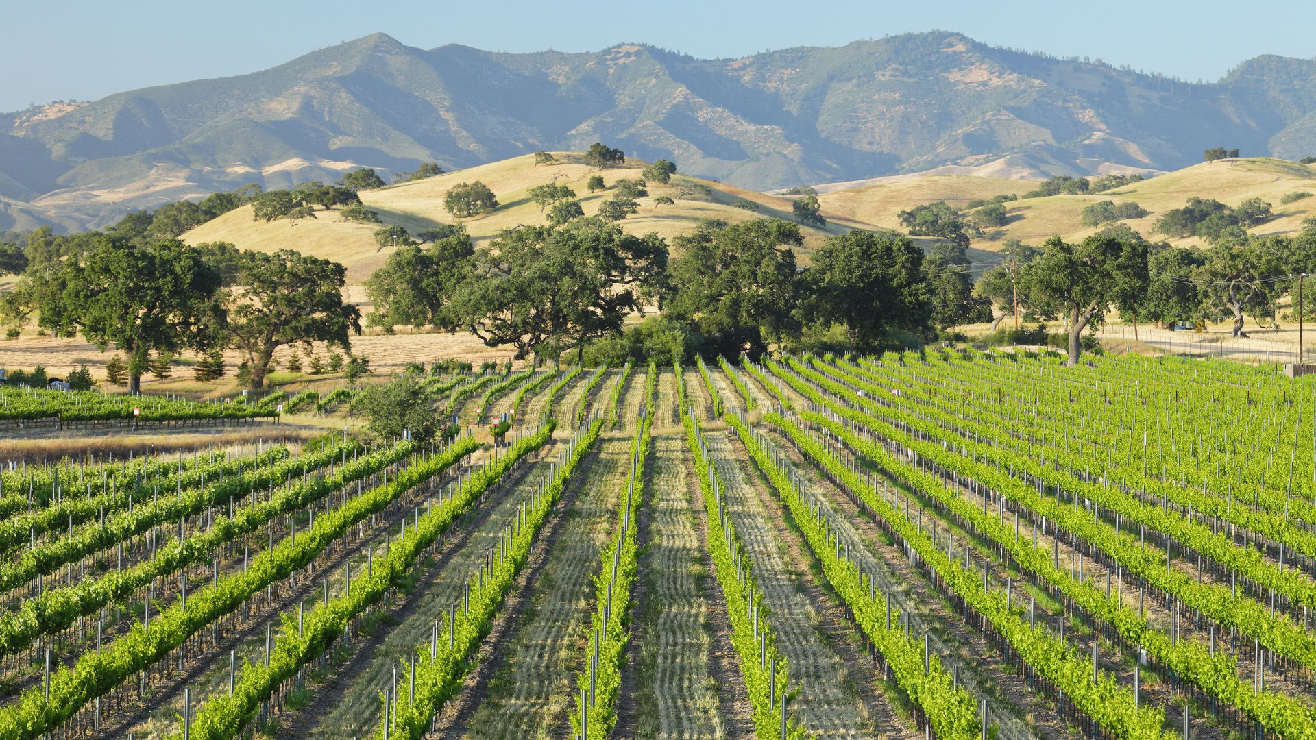 vVineyards in the Santa Ynez Valley, Santa Barbara County, California