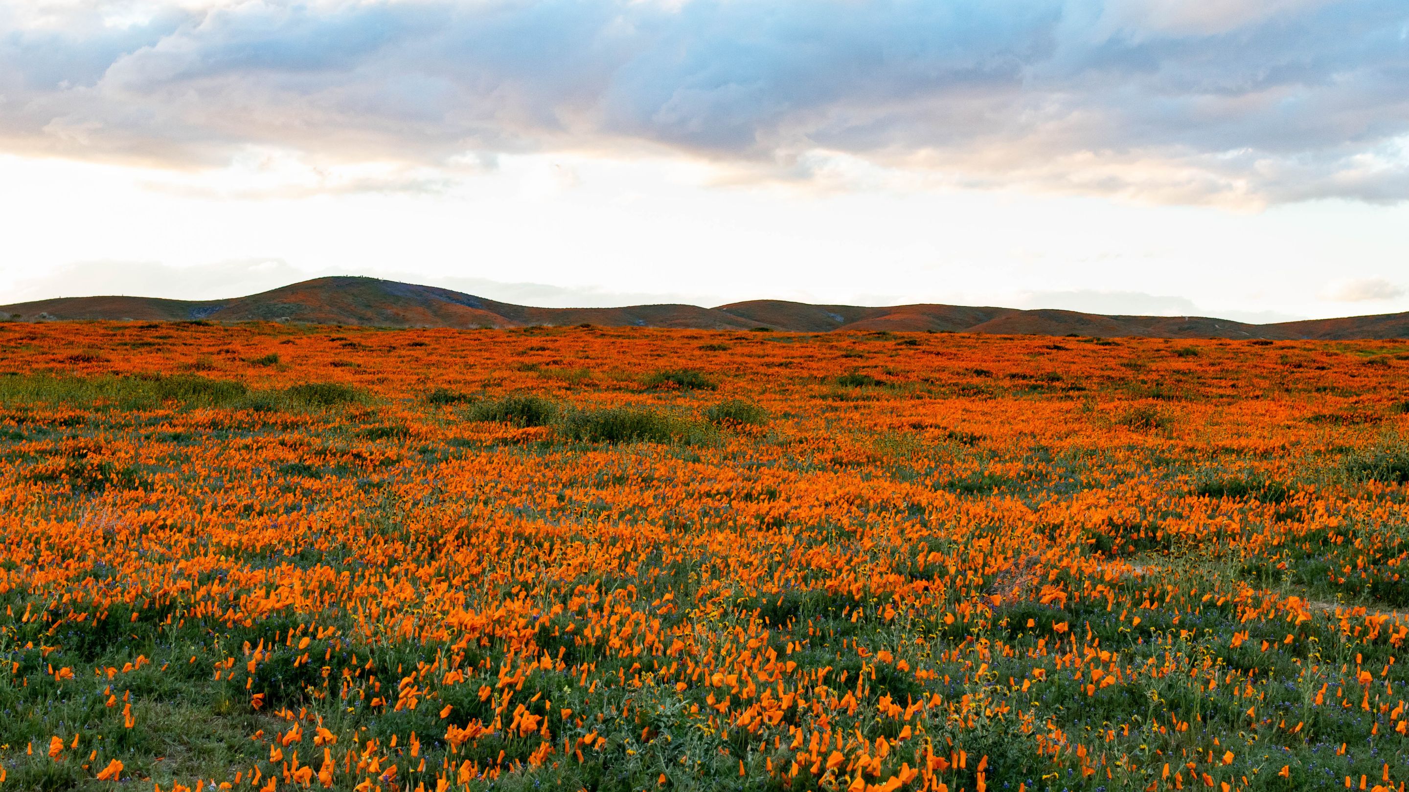 A vast landscape of rolling hills entirely covered in a dense, brilliant orange "carpet" of blooming California poppies under a cloudy, light-colored sky at sunset or sunrise.