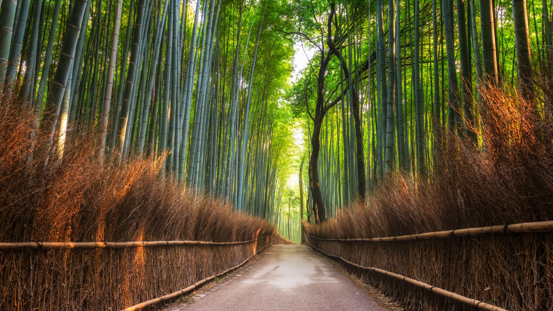 A tranquil, narrow pathway winding through an dense, towering forest of green bamboo stalks, lined by low, rustic bamboo and straw fences on both sides.