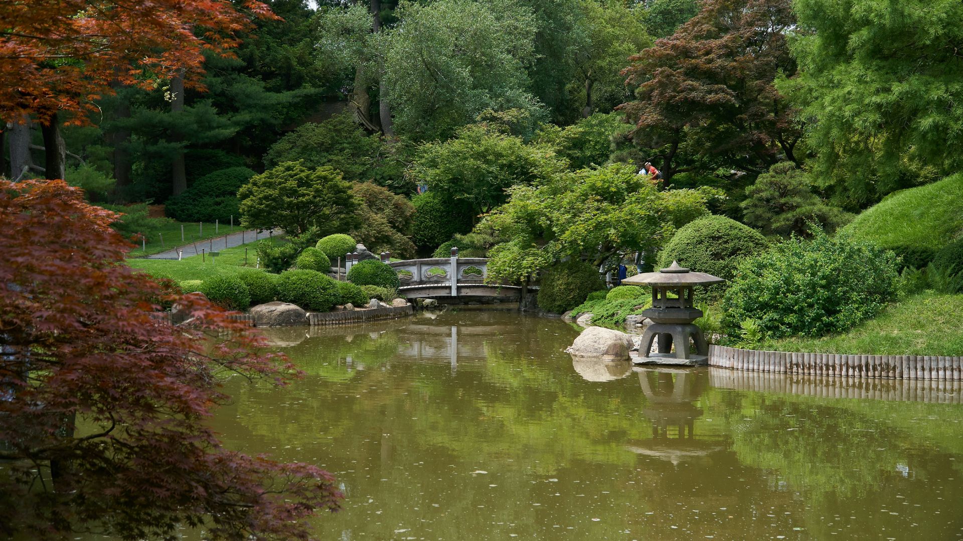 A scenic view of the Japanese Hill-and-Pond Garden at the Brooklyn Botanic Garden, featuring a tranquil pond, a small wooden bridge, a stone lantern, and lush green and red Japanese maple trees.