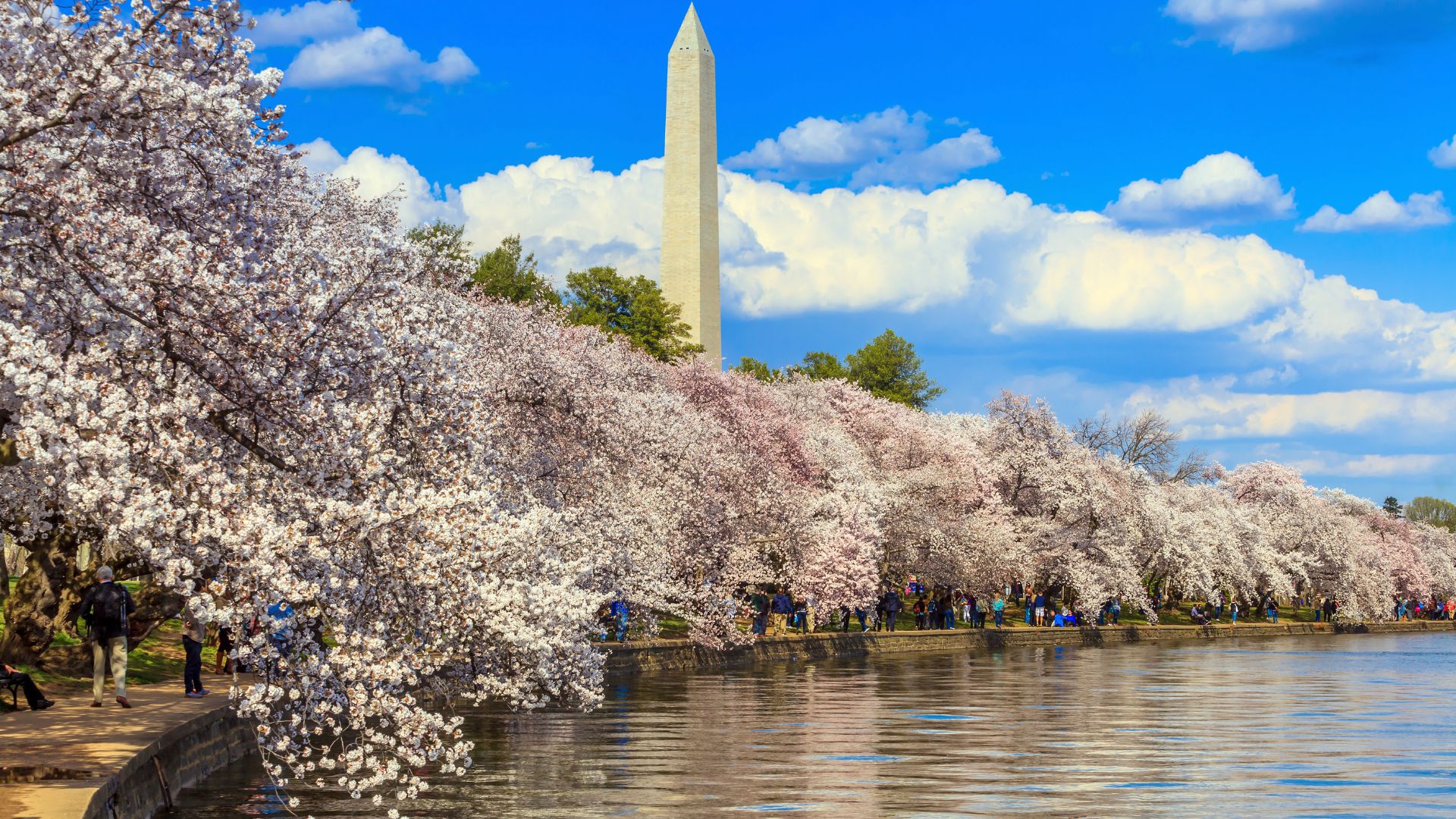 A panoramic photograph of the Washington Monument framed by abundant white and pink cherry blossom trees that line the edge of the Tidal Basin in Washington, D.C., under a bright blue sky.