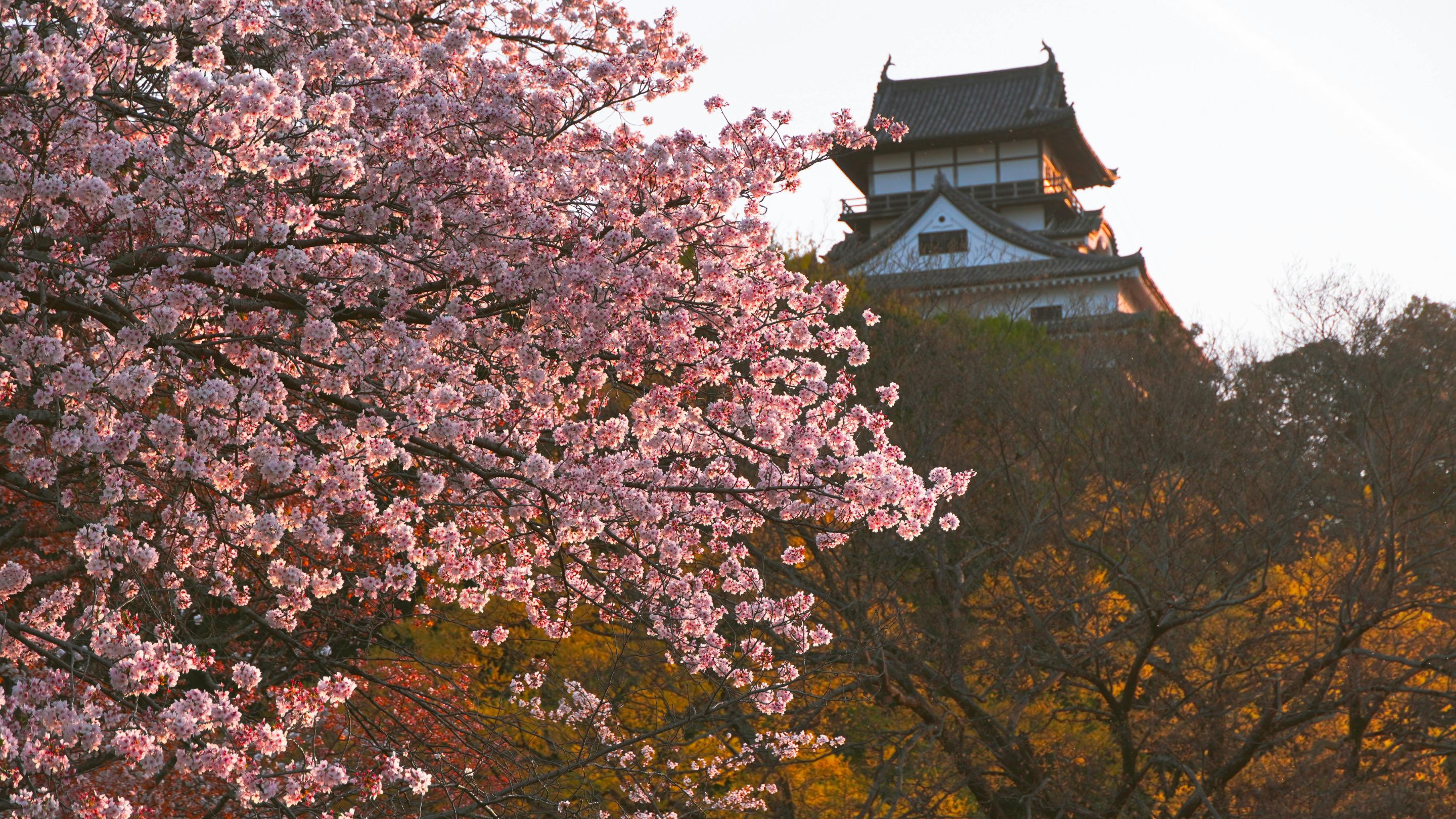 An historic Japanese castle with a dark roof and white walls is viewed from below, framed by vibrant pink cherry blossoms and autumn-colored trees under a bright sky in Inuyama, Japan.