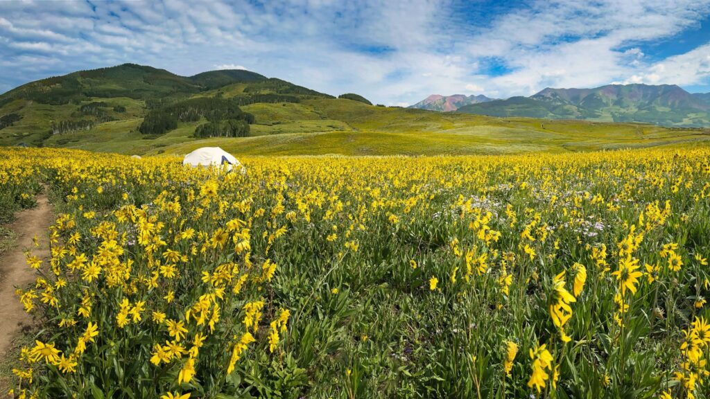A vast mountain landscape featuring a field covered in vibrant yellow wildflowers in the foreground and middle ground, with rolling green hills and distant mountain peaks under a bright blue sky with white, puffy clouds. A small white tent is pitched on a distant hillside to the left.