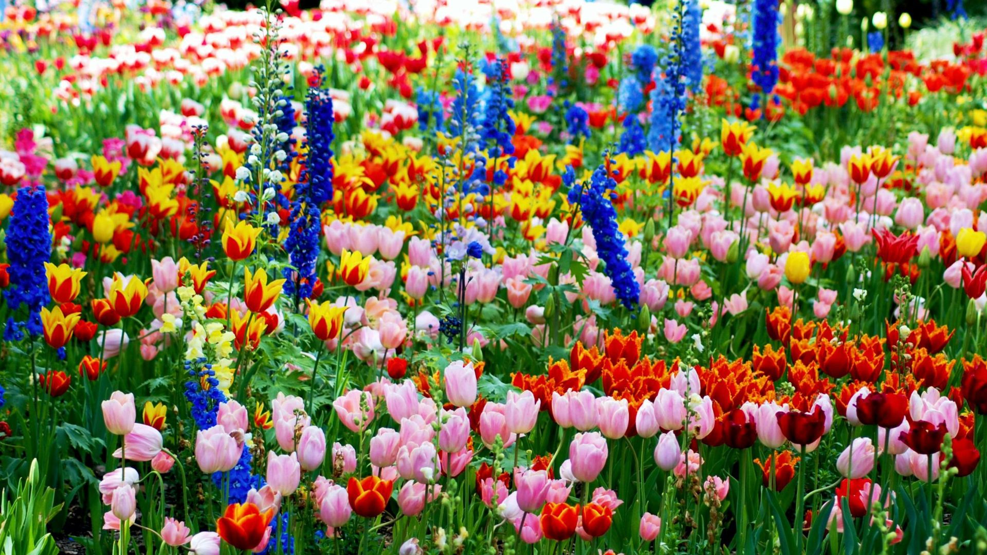 A vibrant, close-up photograph of a dense garden bed filled with colorful tulips in pink, red, yellow, and orange, interspersed with tall blue delphinium flowers.