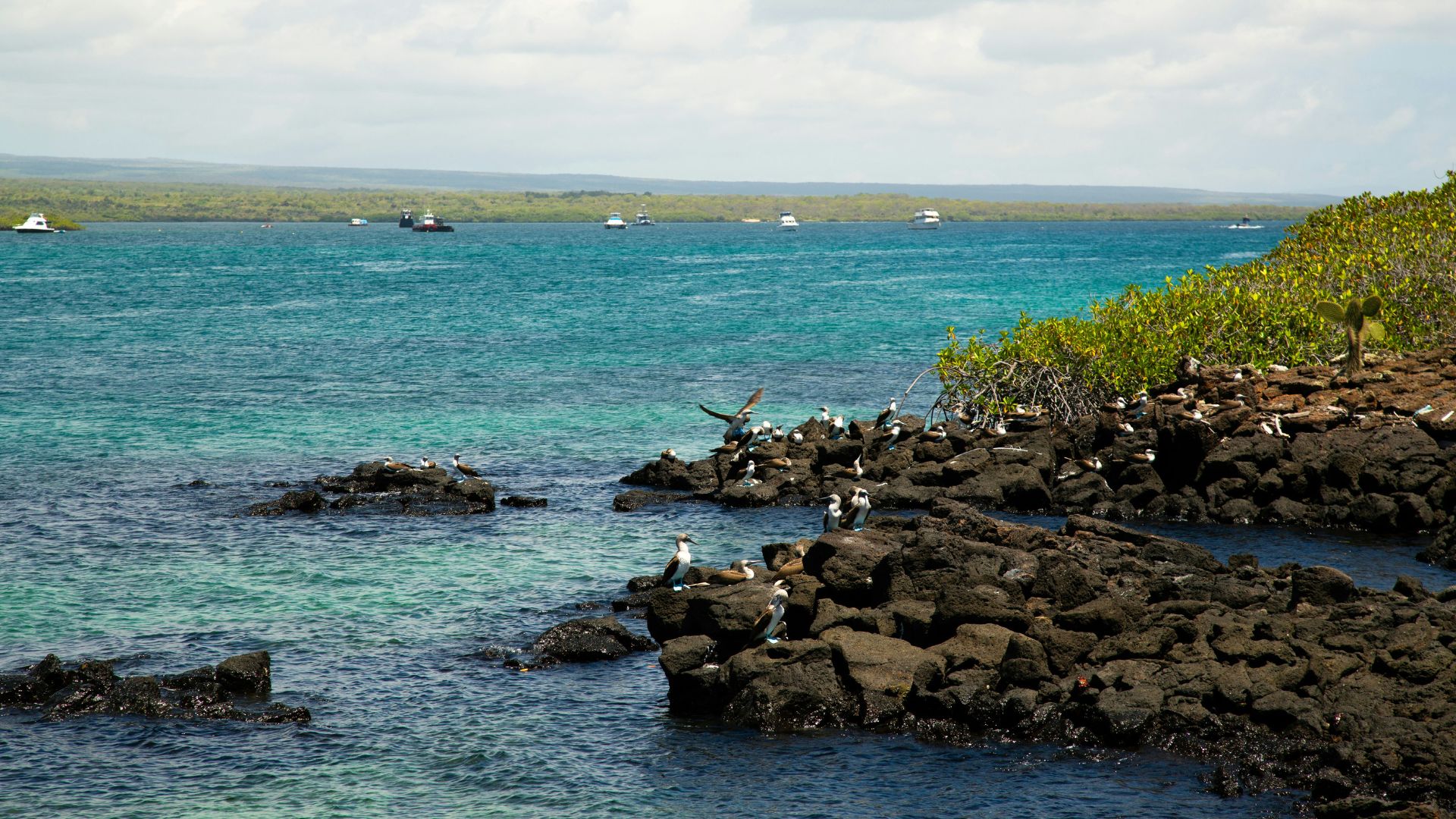 A view of the rocky, volcanic coastline of a Galápagos island, with numerous seabirds perched on black lava rocks in the foreground and several small tour boats anchored in the turquoise ocean water under a cloudy sky.