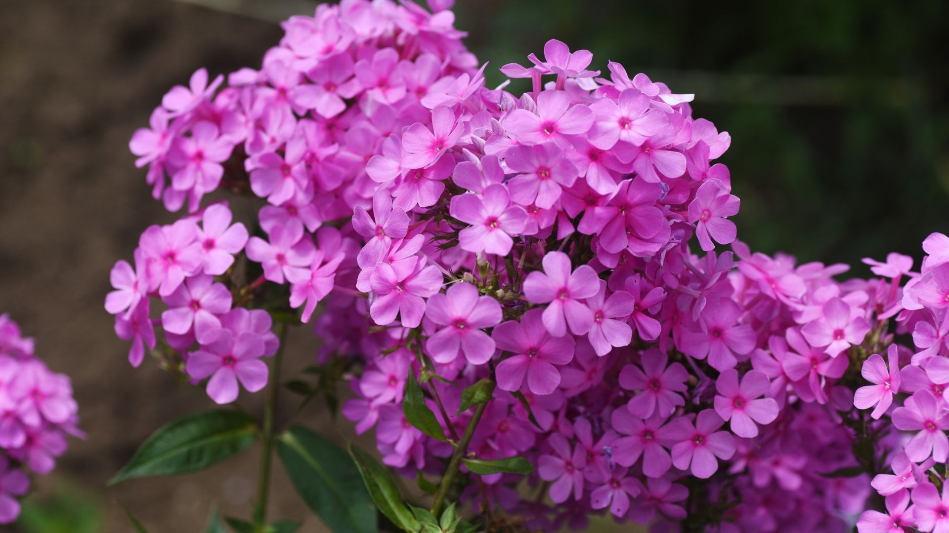 A close-up photograph of a cluster of small, vibrant pink garden phlox flowers (Phlox paniculata) in bloom, with green leaves in the background.