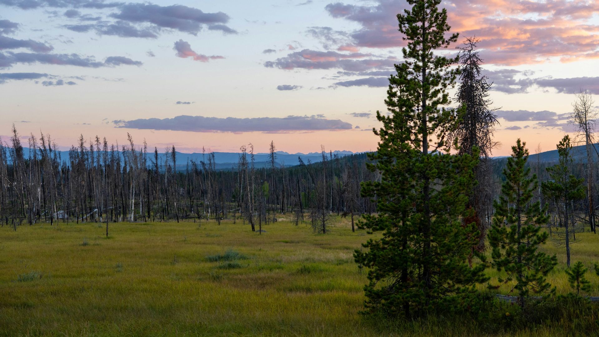 A wide yellow-green meadow with numerous bare, dead tree trunks silhouetted against a mountain range at sunset, alongside some healthy pine trees in the foreground.