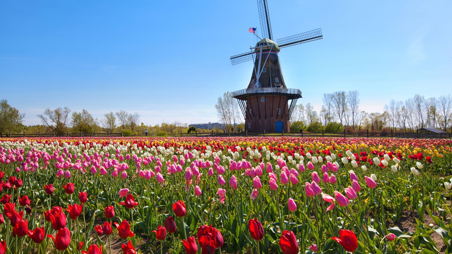 A scenic landscape featuring a traditional, operational Dutch windmill named De Zwaan towering over vibrant fields of red, pink, and white blooming tulips in the Windmill Island Gardens in Holland, Michigan, under a bright blue sky.