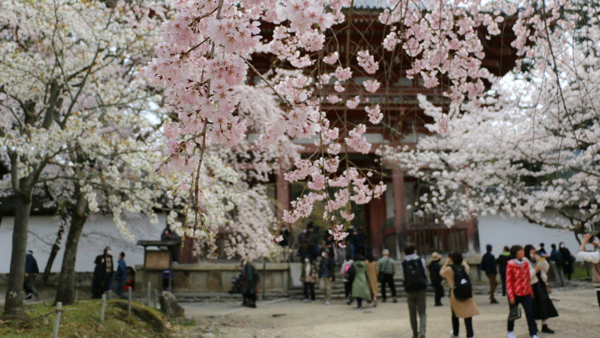 A view through dense branches of pink cherry blossoms toward a traditional, multi-story Japanese temple gate. A dirt path leads toward the entrance, where a number of people are gathered on a sunny day.