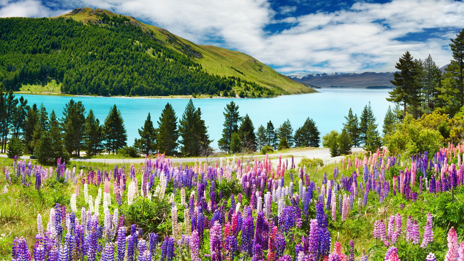 A field of vibrant purple, pink, and white lupin wildflowers in the foreground, with a bright turquoise glacial lake and large green and snow-capped mountains under a blue, cloudy sky in New Zealand.