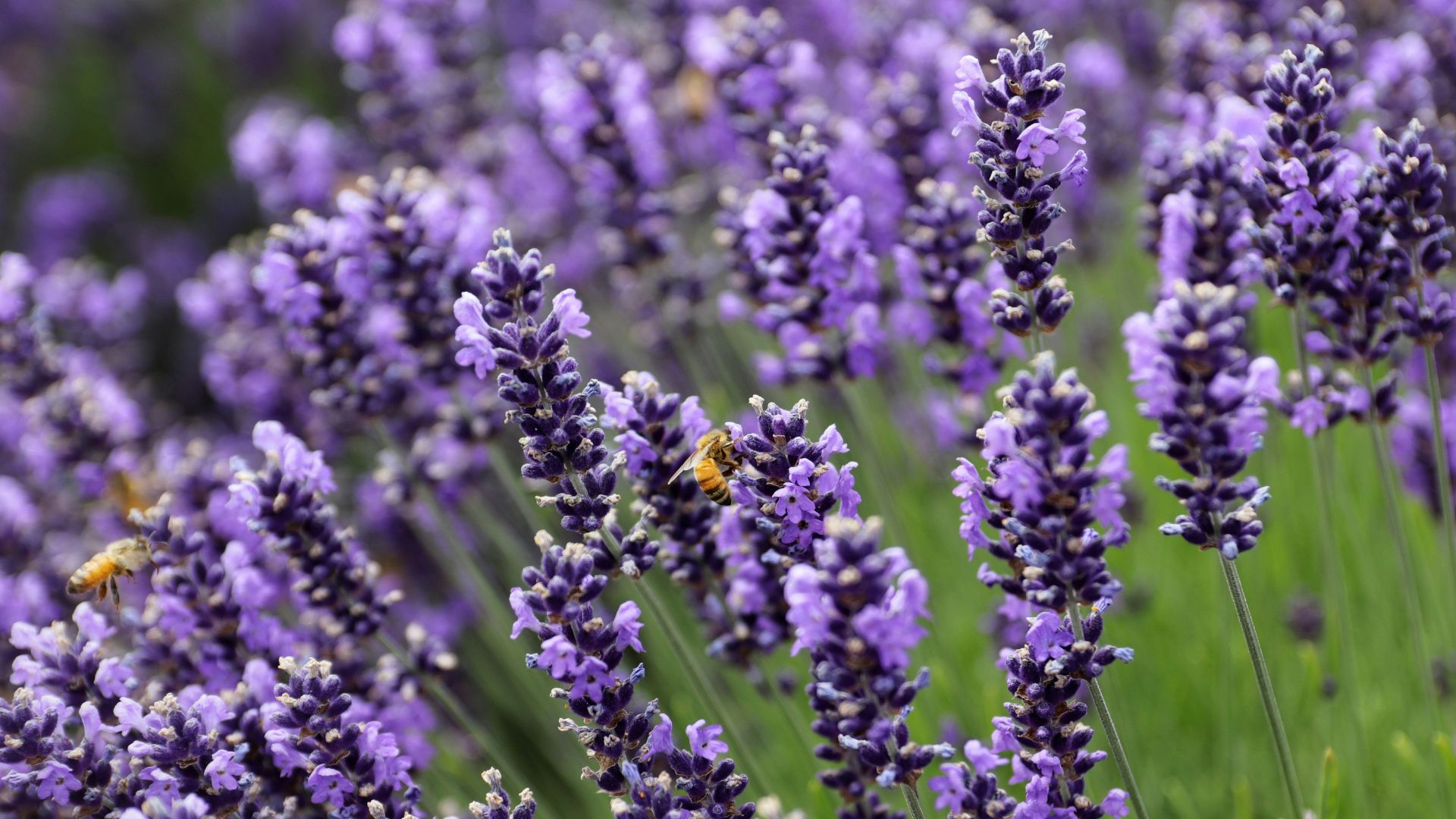 A close-up photograph of a dense field of vibrant purple English lavender flowers in bloom, with two honey bees gathering nectar.