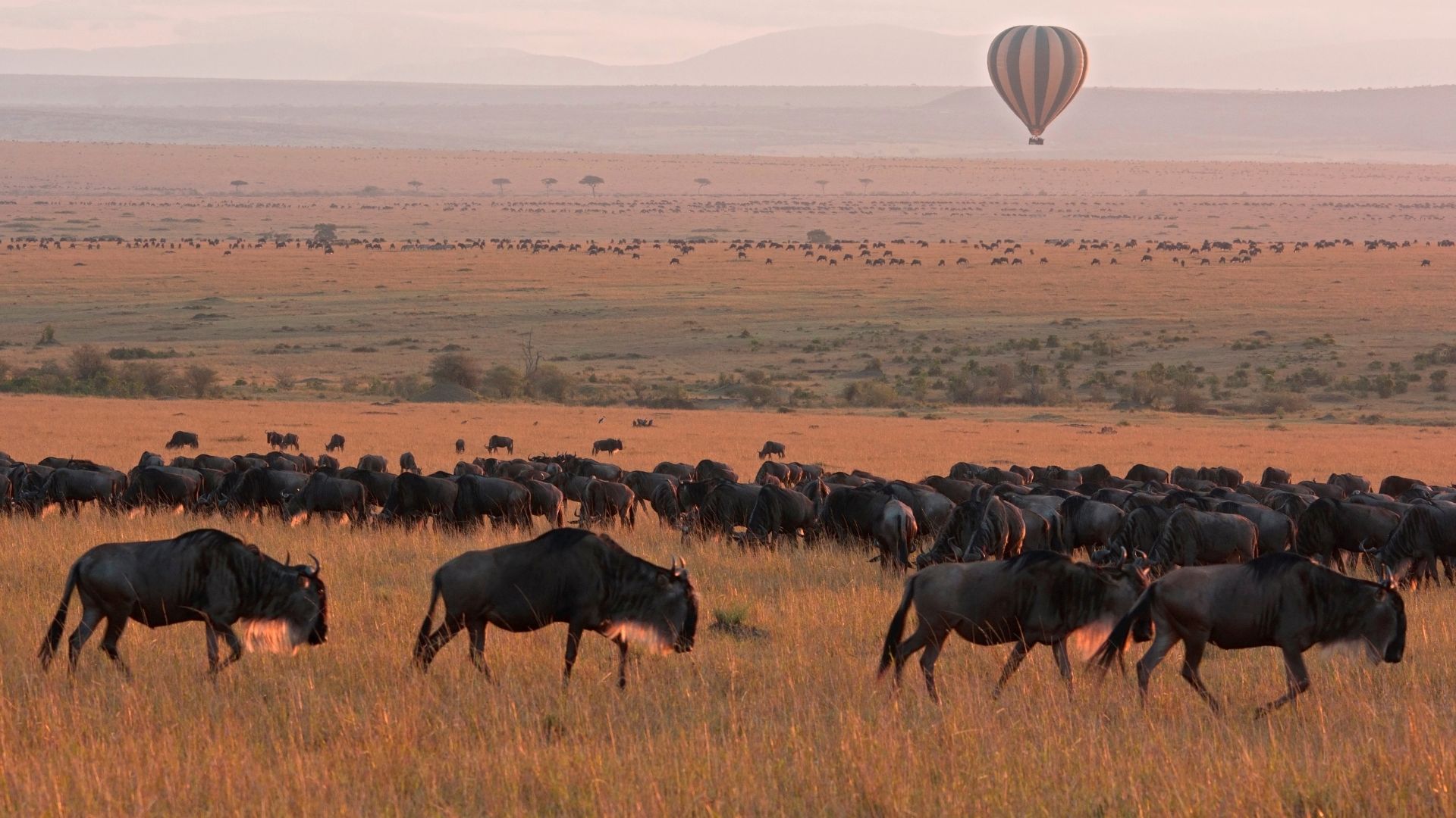 A large herd of dark wildebeest grazing on a golden savanna plain at sunrise, with a striped hot air balloon floating in the pink-hued sky above.