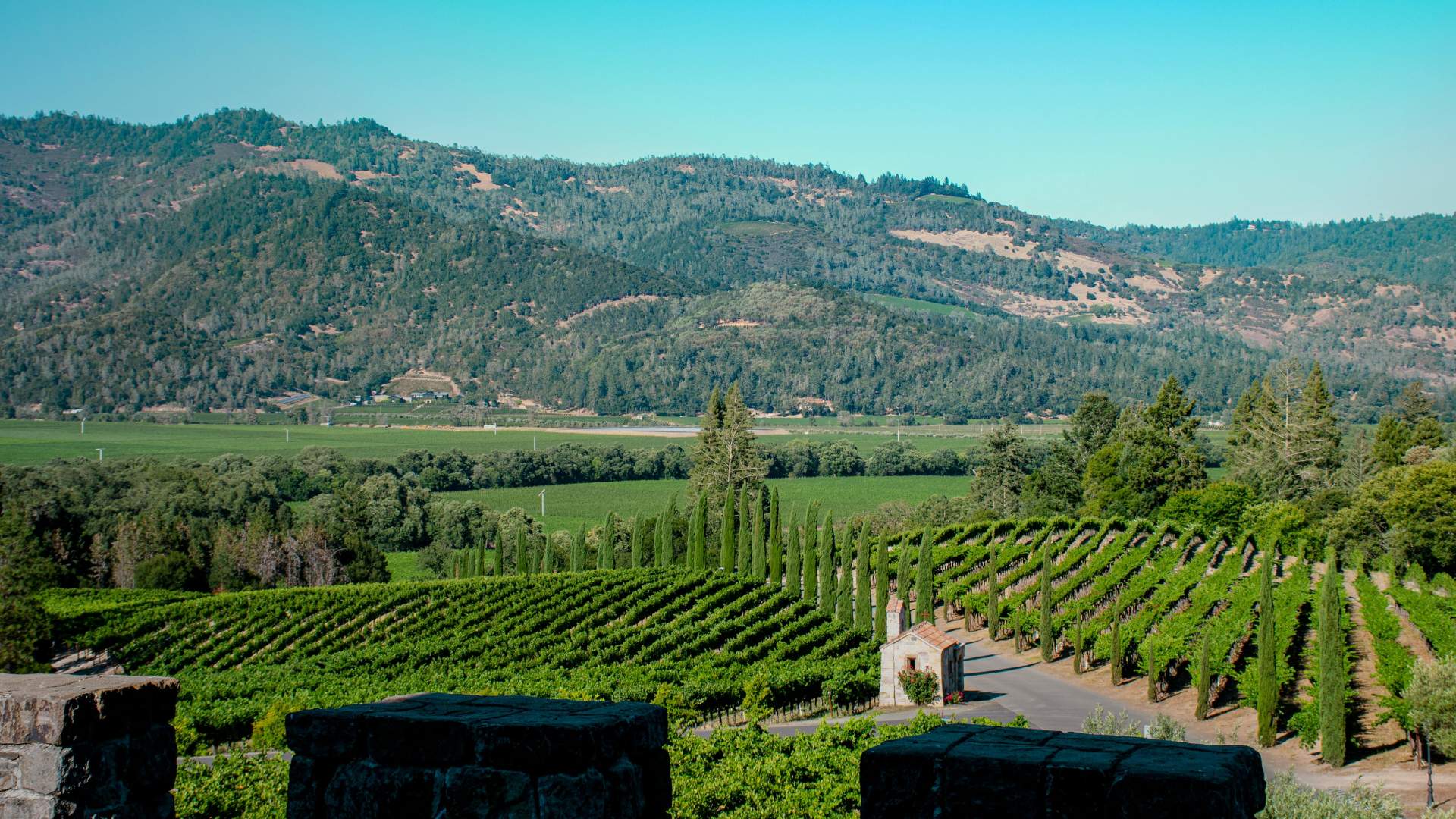 A scenic view of a vineyard in the Calistoga AVA of Napa Valley, California, featuring lush green grapevines, tall cypress trees, a small building in the distance, and forested mountains in the background under a bright blue sky.