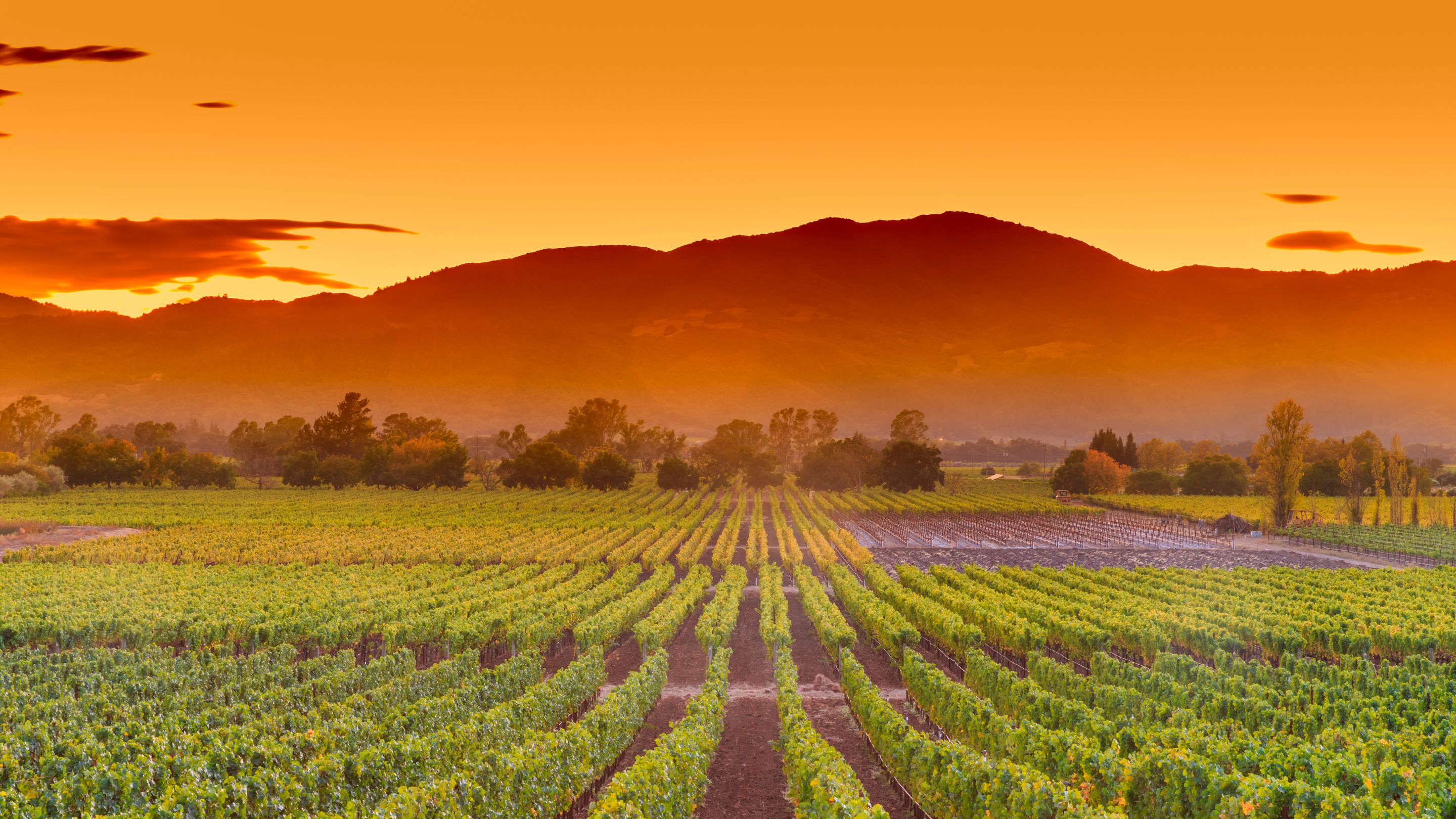A wide shot of a lush green vineyard at sunset, with rows of grapevines leading towards large, shadowed mountains under a vivid orange sky.
