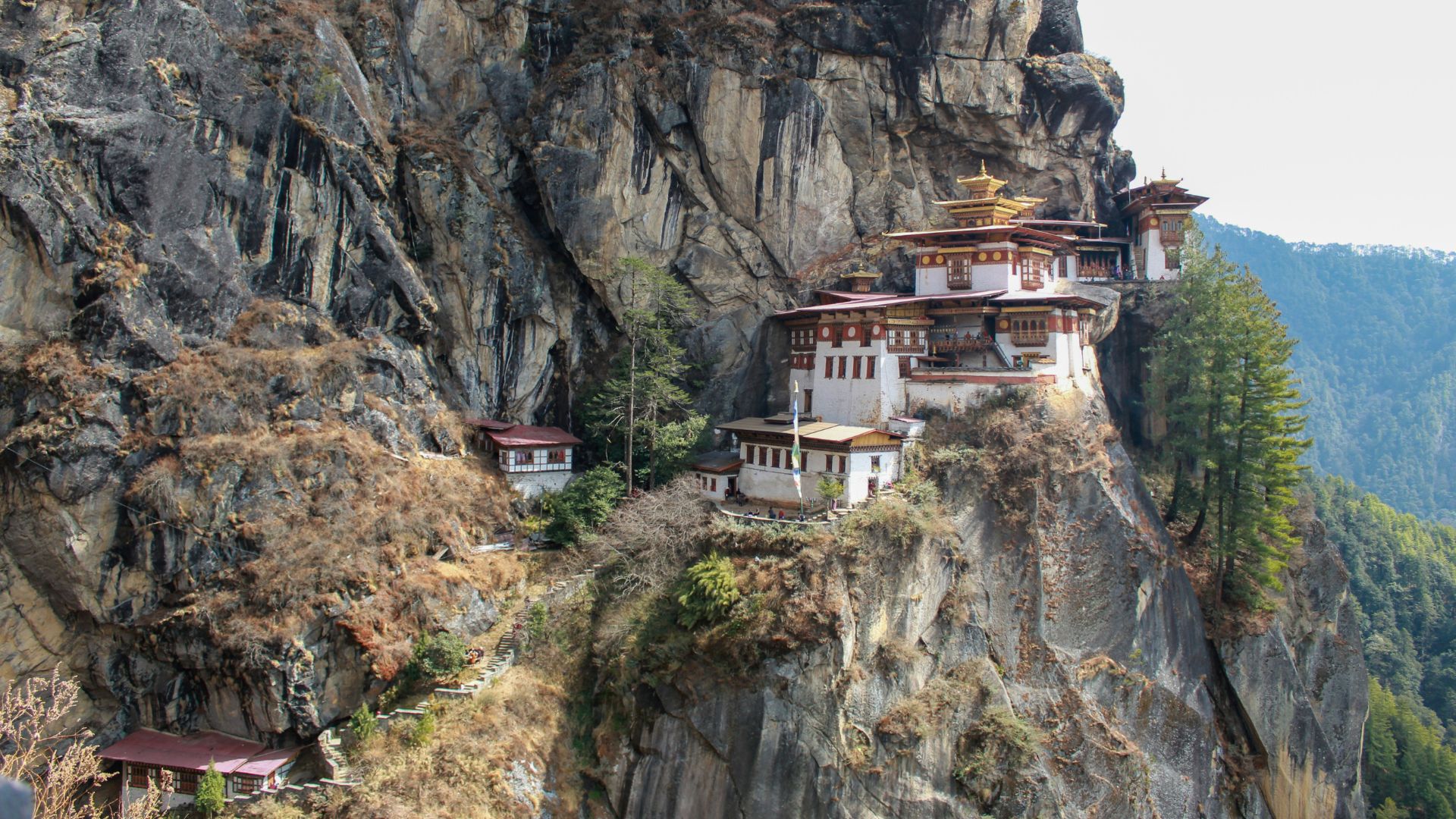 A view of the iconic Paro Taktsang (Tiger's Nest) monastery complex, with white buildings and gold roofs clinging dramatically to a steep, rocky cliff face surrounded by green pine forests in Bhutan.