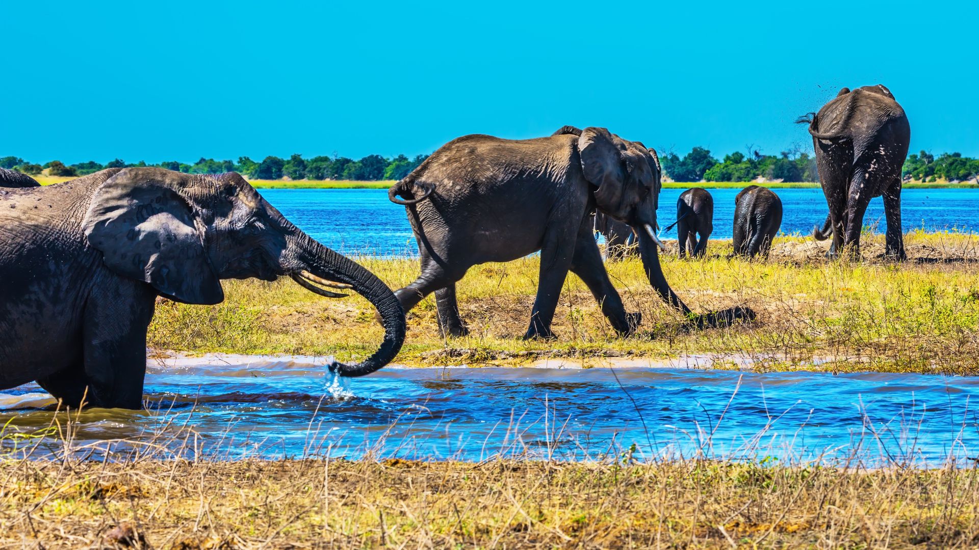 A herd of African elephants (including adults and calves) at a water's edge, an activity typical of these areas where large numbers of elephants gather to drink, bathe, and cross rivers.
