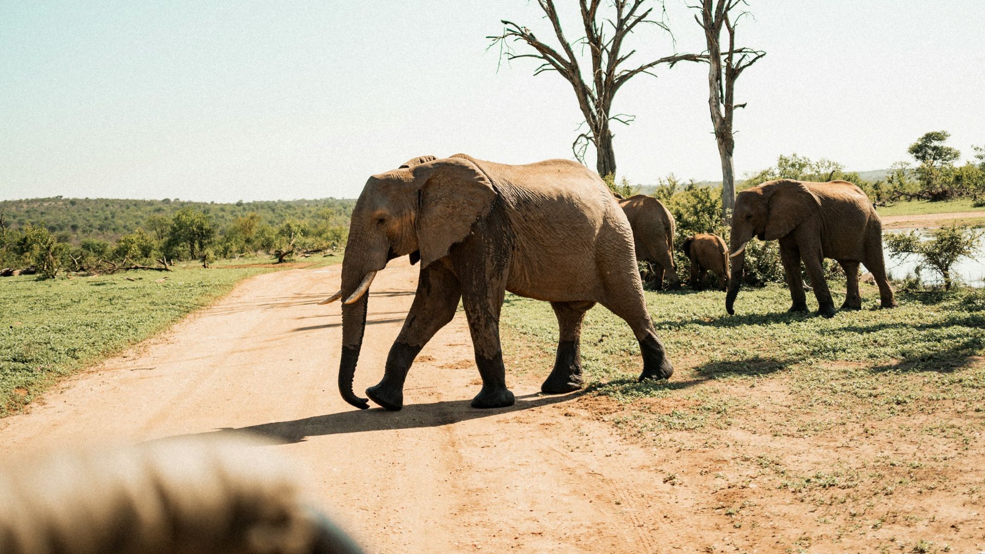 A view from inside a safari vehicle shows a herd of African bush elephants, including a large one leading the way, crossing a dusty dirt road in a sunny, green savanna landscape.