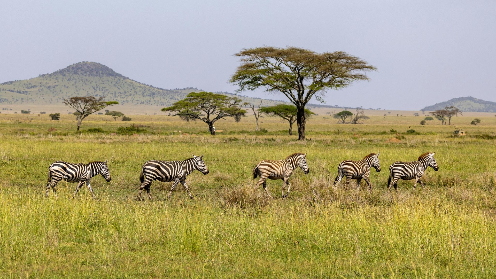A line of five zebras walks through a wide, golden-green African savanna landscape with scattered acacia trees and rolling hills in the distance.