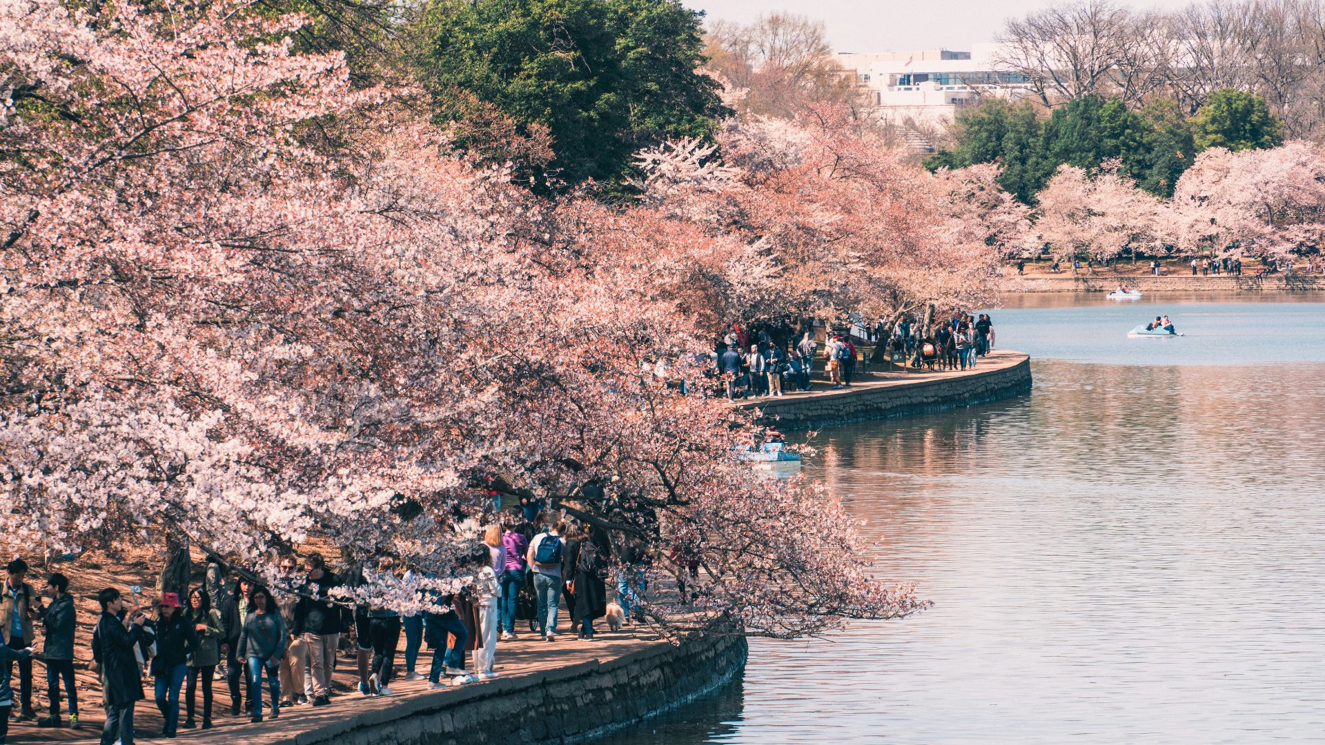 Cherry blossom festival in Tidal Basin in Washington, D.C..