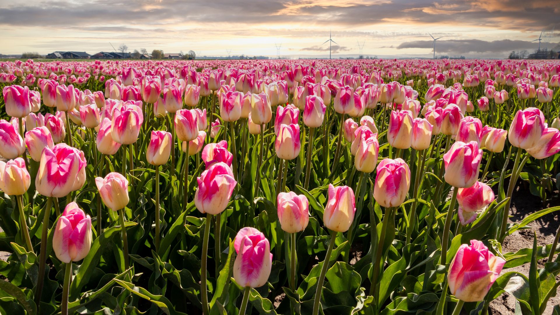 A stock photograph of a large commercial field with rows of vibrant pink and white tulips in the Netherlands, with wind turbines visible in the distance under a cloudy sky.