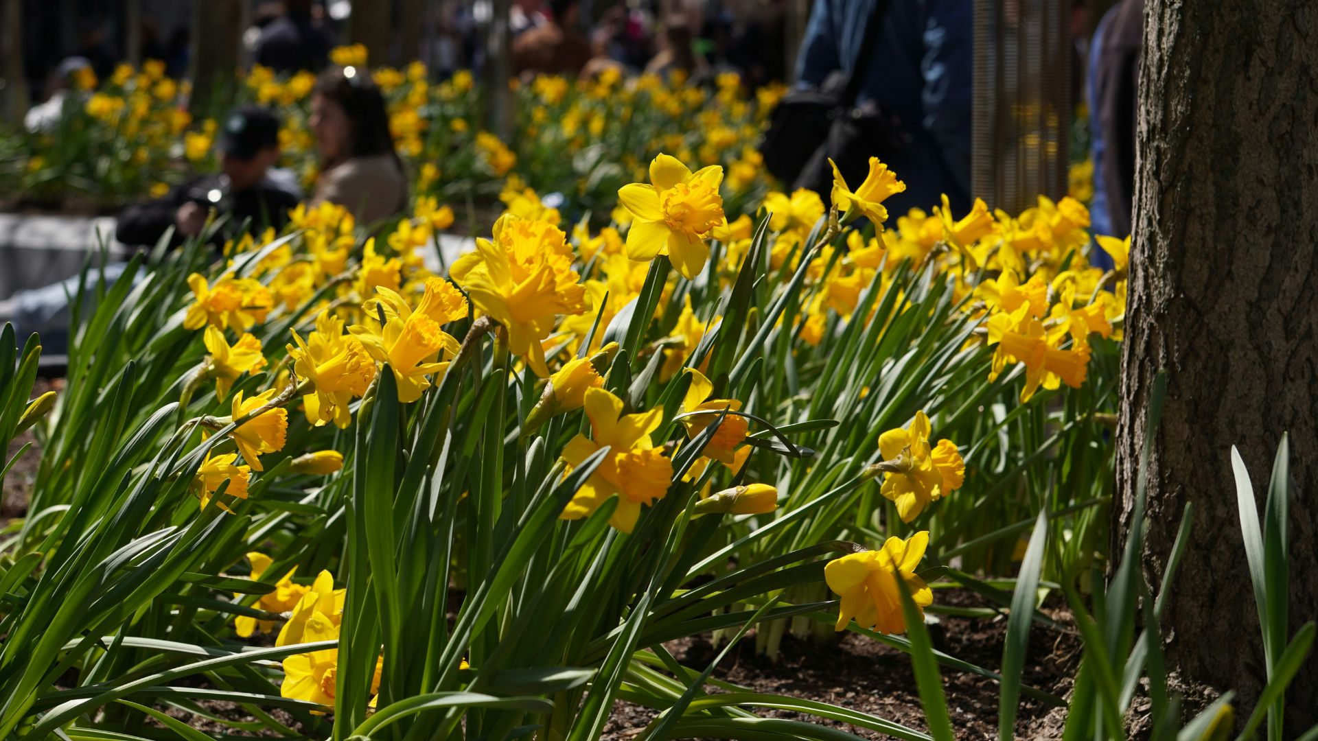 A photograph of a field of bright yellow daffodils blooming in a park or garden setting on a sunny day, with blurred people walking in the background.