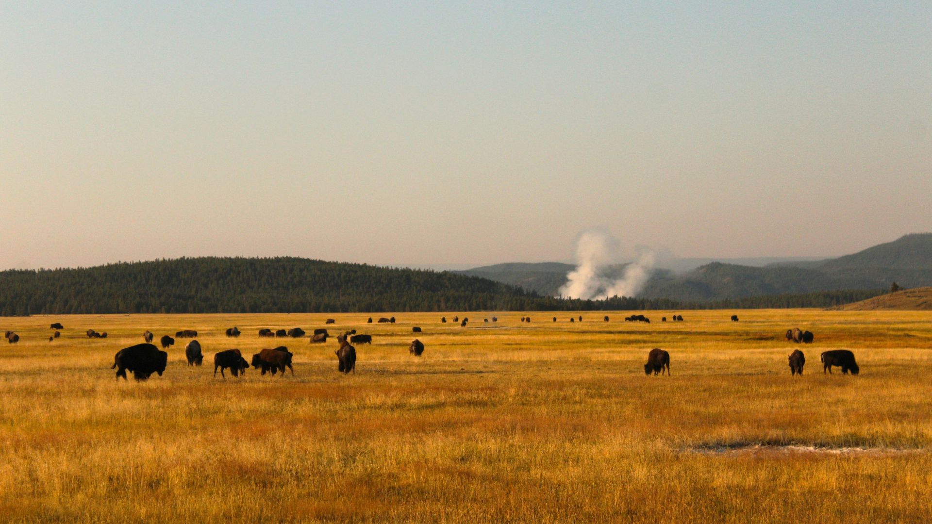 An expansive, warm-toned photograph of a large herd of American bison (Bison bison) grazing in a vast, golden-grass meadow in Yellowstone National Park. In the middle distance, several plumes of white steam from geothermal vents or hot springs rise against a clear, pale blue sky, with a dark green pine forest and rolling hills in the background.