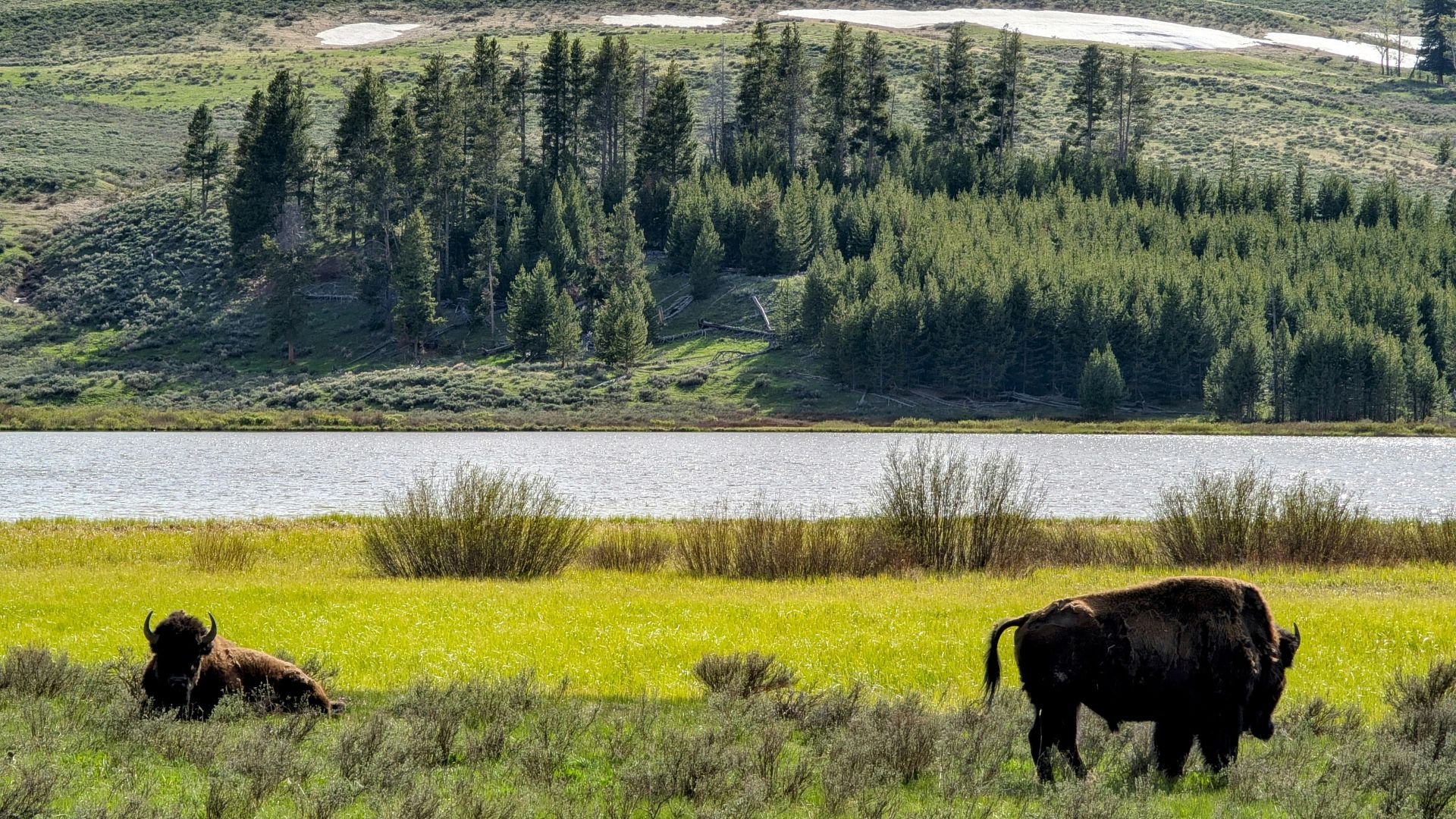 Some Bisons in Yellowstone National Park in Wyoming, USA